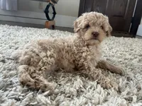 Croissant, a female Cavapoo for sale in West Salem, OH – Photo 3 of 6