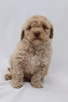 Croissant, a female Cavapoo for sale in West Salem, OH – Photo 4 of 6