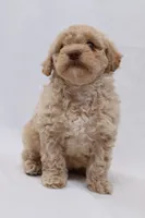 Croissant, a female Cavapoo for sale in West Salem, OH – Photo 2 of 6