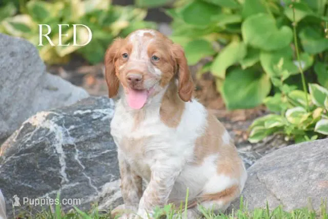 Red – Brittany puppy for sale in Camden, IN