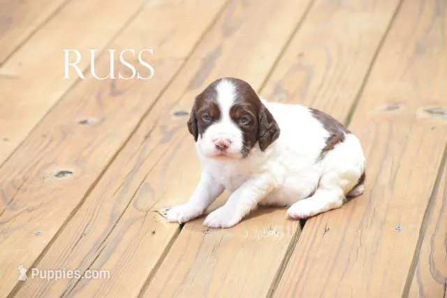 Russ – Brittany puppy for sale in Camden, IN