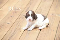 Russ, a male Brittany for sale in Camden, IN – 1 of 2