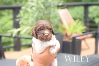 Wiley, a male Brittany for sale in Camden, IN – 2 of 2