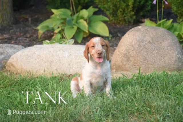 Tank – Brittany puppy for sale in Camden, IN