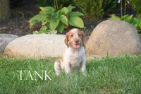 Tank, a male Brittany for sale in Camden, IN – 1 of 2