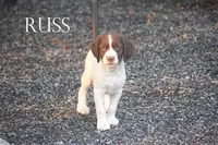 Russ, a male Brittany for sale in Camden, IN – 2 of 2