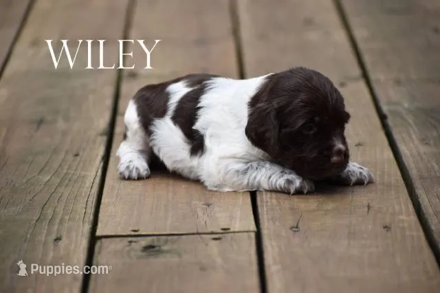 Wiley – Brittany puppy for sale in Camden, IN