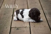 Wiley, a male Brittany for sale in Camden, IN – 1 of 2