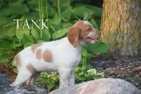 Tank, a male Brittany for sale in Camden, IN – 2 of 2