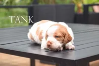Tank, a male Brittany for sale in Camden, IN – 2 of 2