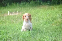 Red, a male Brittany for sale in Camden, IN – 2 of 2