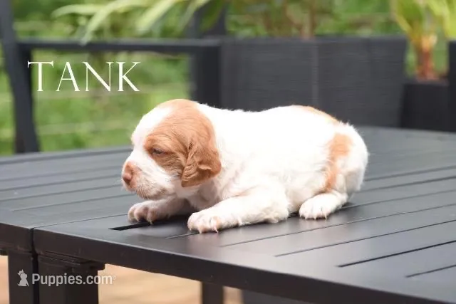 Tank – Brittany puppy for sale in Camden, IN