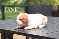 Tank, a male Brittany for sale in Camden, IN – 1 of 2