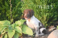 Wiley, a male Brittany for sale in Camden, IN – 1 of 2