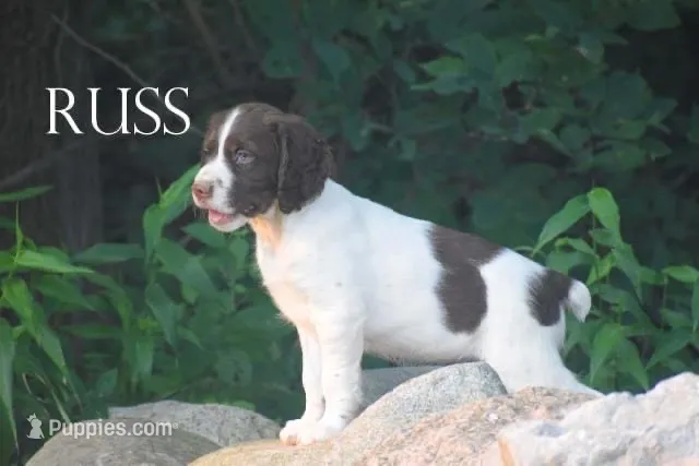 Russ – Brittany puppy for sale in Camden, IN