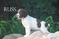 Russ, a male Brittany for sale in Camden, IN – 1 of 2