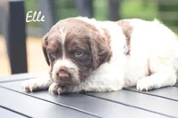 Elle, a female Brittany for sale in Camden, IN – 2 of 2