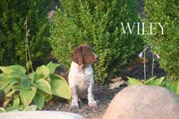Wiley, a male Brittany for sale in Camden, IN – 2 of 2