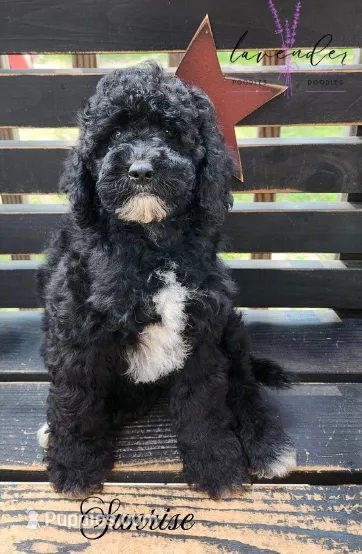 Sunrise – Cockapoo puppy for sale in Mancelona, MI