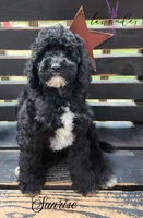 Sunrise, a female Cockapoo for sale in Mancelona, MI – 1 of 1
