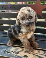 Cranberry, a female Cockapoo for sale in Mancelona, MI – 1 of 1
