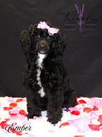 processed/a9d92dec-5a33-446c-91ba-0403c3c95f5e/listing/1f487a26-faae-4d3b-a38c-b5e51388ef16/8bc79df2-1dcf-402d-9c47-da091c305eef