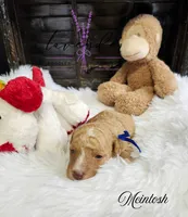 Mcintosh, a male Poodle - Miniature  for sale in Mancelona, MI – Photo 6 of 7