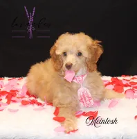 Mcintosh, a male Poodle - Miniature  for sale in Mancelona, MI – Photo 1 of 7