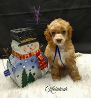 Mcintosh, a male Poodle - Miniature  for sale in Mancelona, MI – Photo 3 of 7