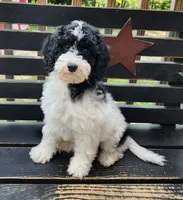 Pina Colada, a female Cockapoo for sale in Mancelona, MI – 1 of 1