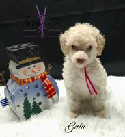 Gala, a female Poodle - Miniature  for sale in Mancelona, MI – Photo 3 of 7