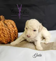 Gala, a female Poodle - Miniature  for sale in Mancelona, MI – Photo 5 of 7