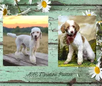 Gala, a female Poodle - Miniature  for sale in Mancelona, MI – Photo 7 of 7