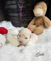 Gala, a female Poodle - Miniature  for sale in Mancelona, MI – Photo 6 of 7