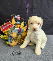 Gala, a female Poodle - Miniature  for sale in Mancelona, MI – Photo 4 of 7