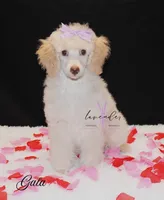 Gala, a female Poodle - Miniature  for sale in Mancelona, MI – Photo 1 of 7