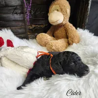 Cider, a male Poodle - Standard  for sale in Mancelona, MI – Photo 6 of 7