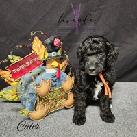 Cider, a male Poodle - Standard  for sale in Mancelona, MI – Photo 4 of 7
