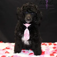 Cider, a male Poodle - Standard  for sale in Mancelona, MI – Photo 1 of 7