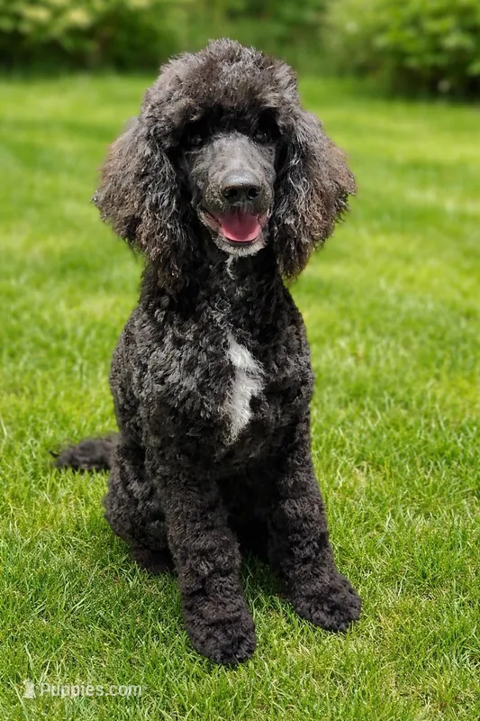 Cider – Poodle - Standard  puppy for sale in Mancelona, MI