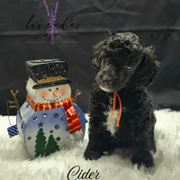 Cider, a male Poodle - Standard  for sale in Mancelona, MI – Photo 3 of 7