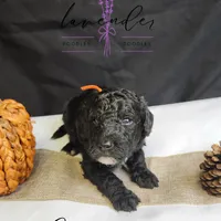 Cider, a male Poodle - Standard  for sale in Mancelona, MI – Photo 5 of 7