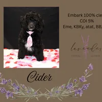 Cider, a male Poodle - Standard  for sale in Mancelona, MI – Photo 2 of 7