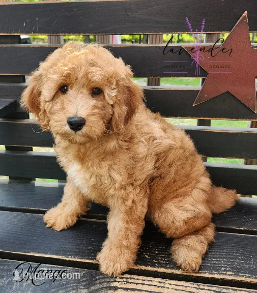 Mango – Miniature Goldendoodle puppy for sale in Mancelona, MI