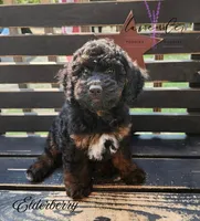Elderberry, a female Cockapoo for sale in Mancelona, MI – 1 of 1