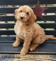 Strawberry, a female Cockapoo for sale in Mancelona, MI – 1 of 1