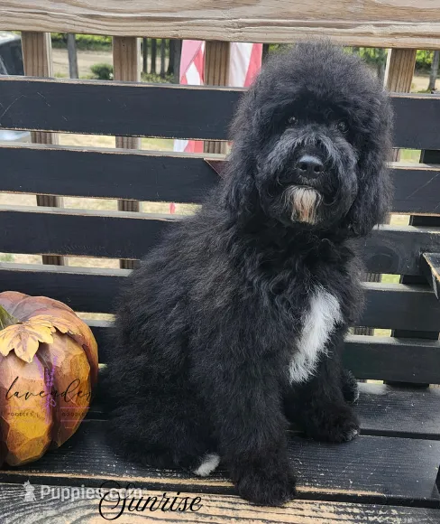 Sunrise – Cockapoo puppy for sale in Mancelona, MI