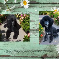 Hunter, a male Poodle - Standard  for sale in Mancelona, MI – Photo 8 of 8