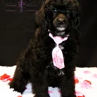 Hunter, a male Poodle - Standard  for sale in Mancelona, MI – Photo 1 of 8