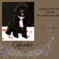 Hunter, a male Poodle - Standard  for sale in Mancelona, MI – Photo 2 of 8